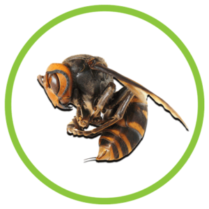 asian giant hornet up close