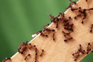 Image of multiple red imported fire ants on a piece of wood with a green background.