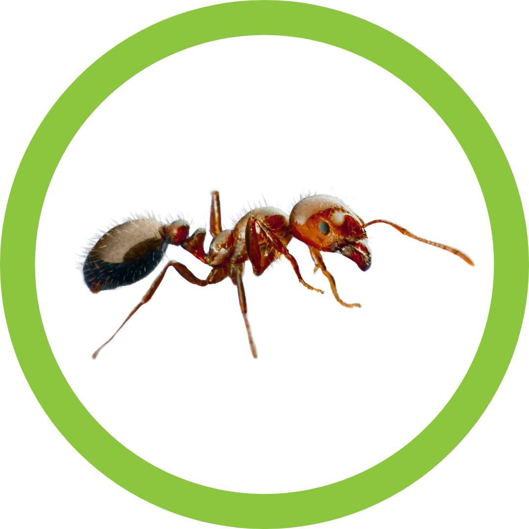 Image of the red imported fire ant.