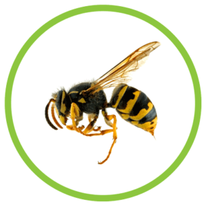 Yellow Jackets - BeeAware Allergy