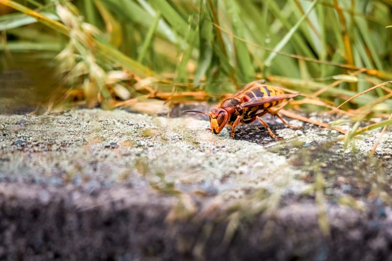 Asian Giant Hornet