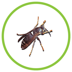 bald-faced hornet