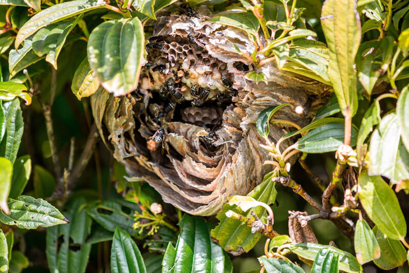 bald-faced hornet paper nest