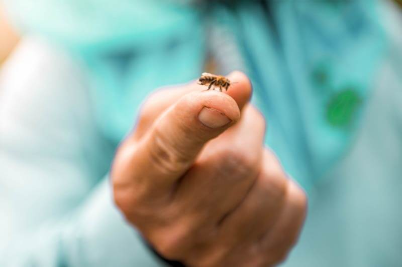 Bee landing on a human finger