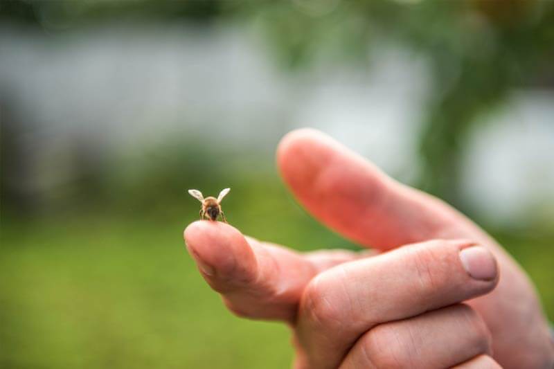 Bee sitting on a human finger