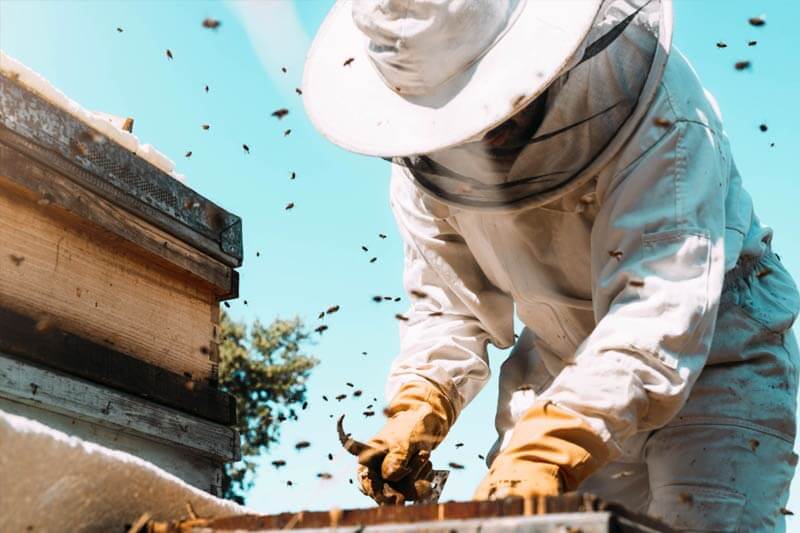 Beekeeper working with a hive