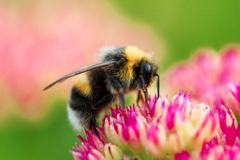 Bright macro shoot of the bumblebee sitting on the colourful flower