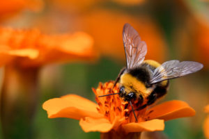 Bumble bee on a flower