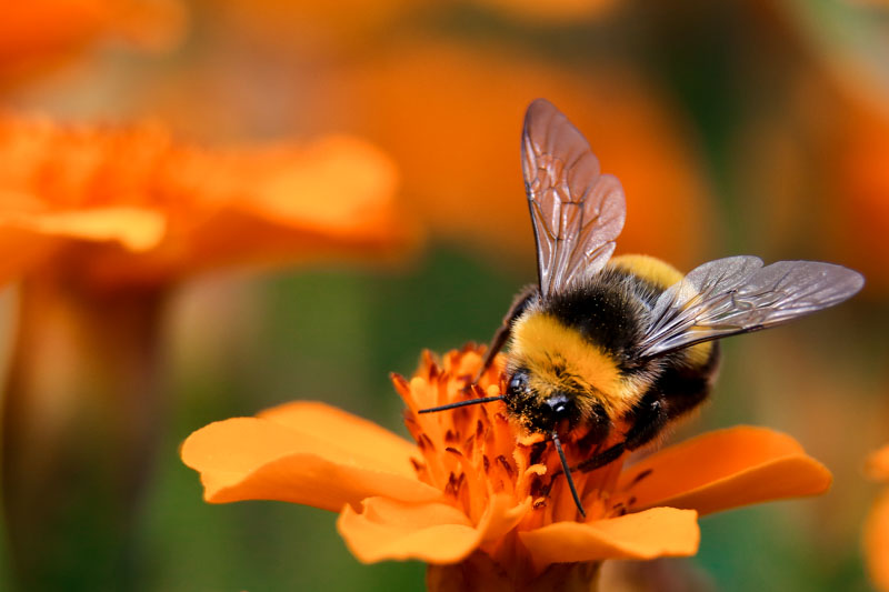 Bumble Bees as Pollinators  College of Agriculture, Forestry and