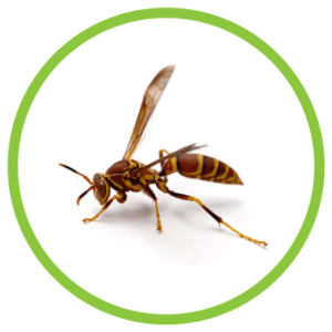 common paper wasp