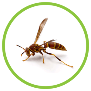 common paper wasp