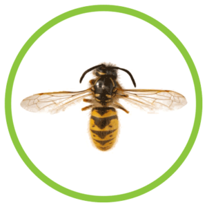 common yellow jacket