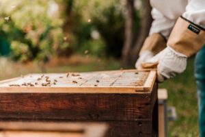 Beekeeper carefully lifting honeycomb to avoid dangers of backyard beekeeping