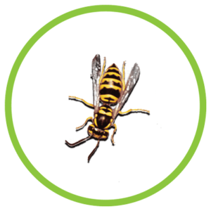 eastern yellow jacket