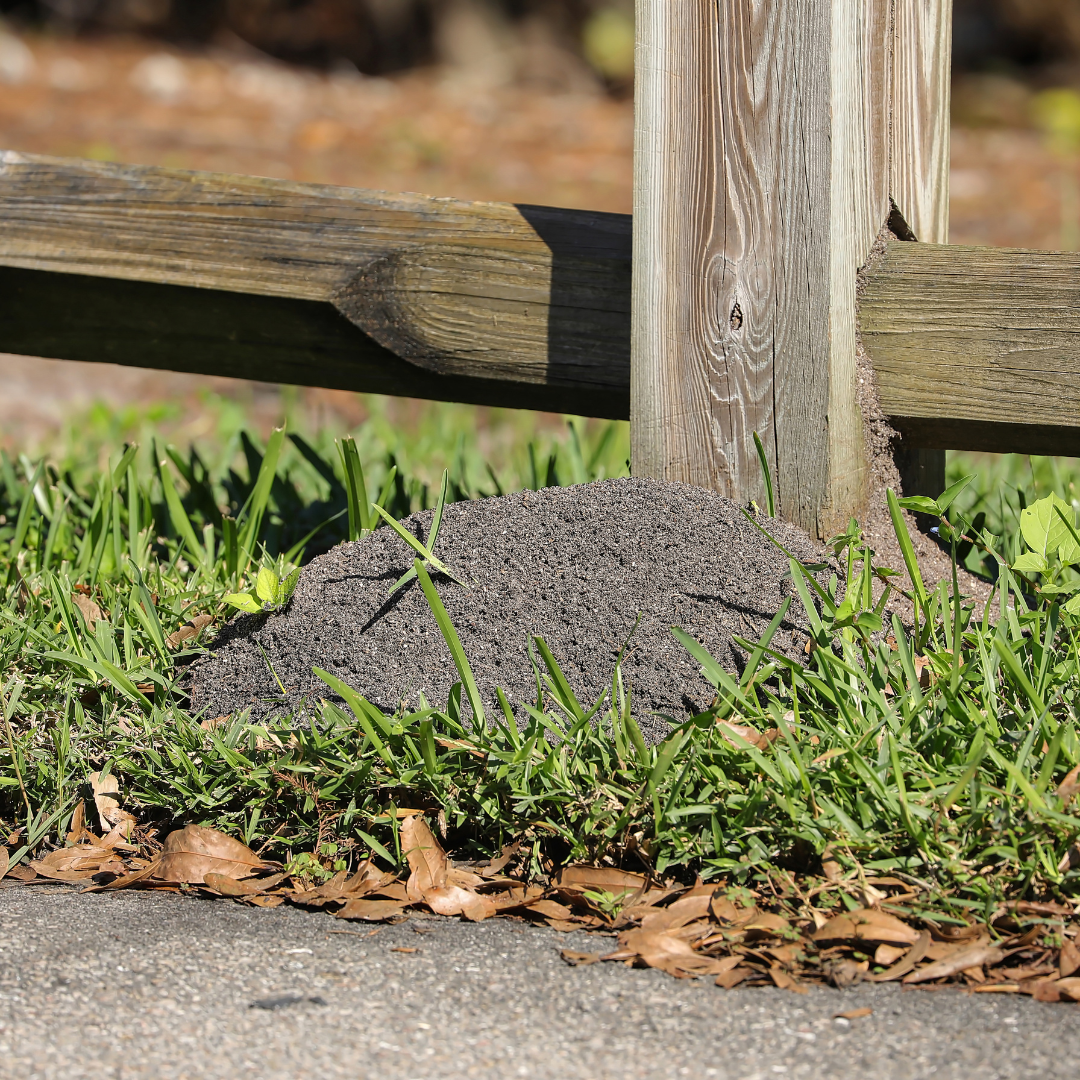 Image of a light gray fire ant mound by a wooden fence post.