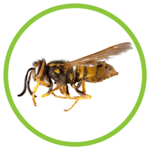 german yellow jacket