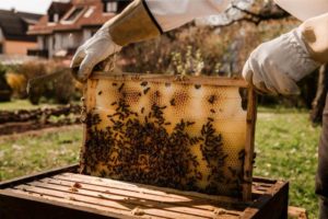 Beekeepers allergic to bee stings lifting a honeycomb