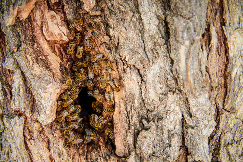 wild honey bee hive in tree