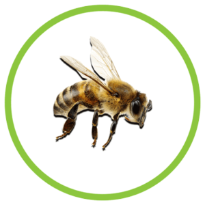 honey bee