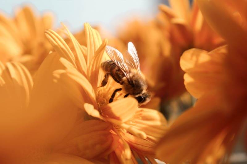 Honey bee on a flower