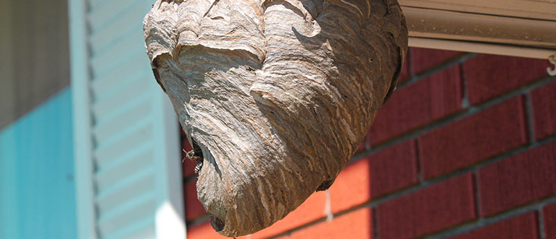 a wasp nest that should be removed with help