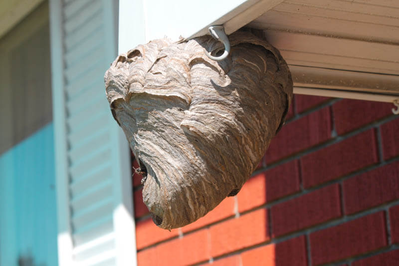 hornet aerial nest