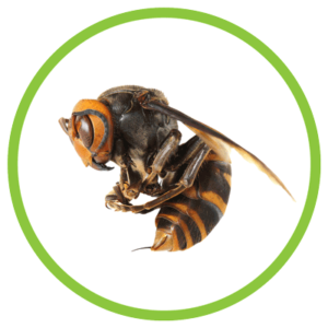 asian giant hornet