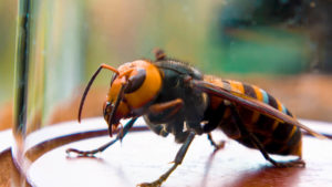 close up of an asian giant hornet