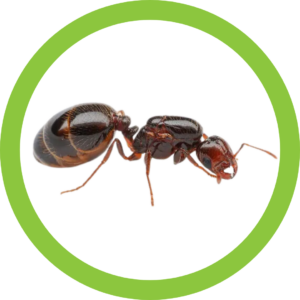 Image of a native southern fire ant.