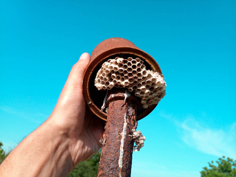 hidden paper wasp nest