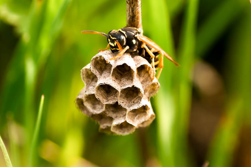 yellow wasp nest