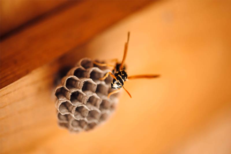 Paper wasp on a honeycomb