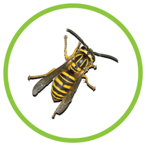 southern yellow jacket