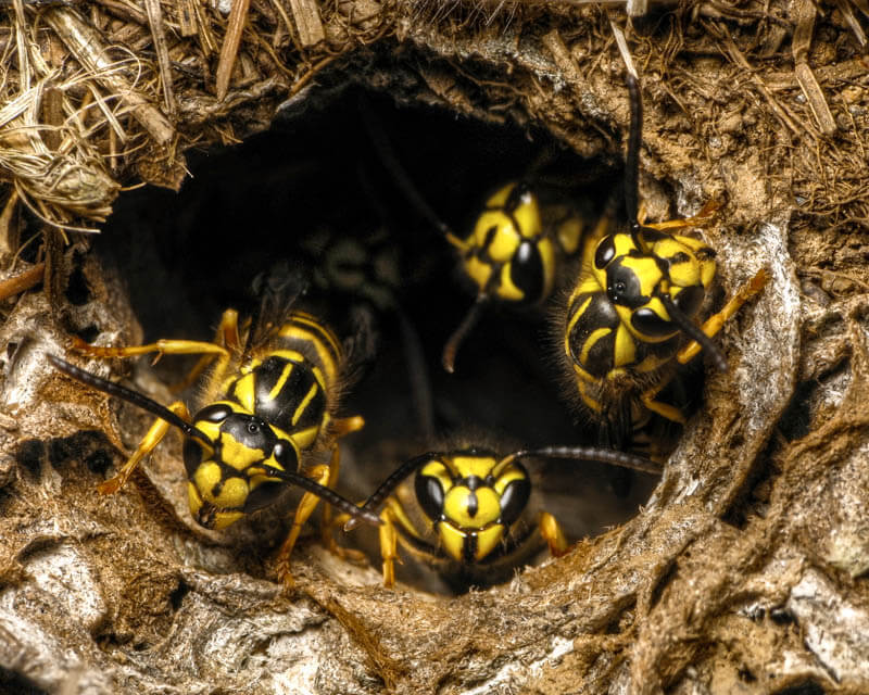 ground nest for southern yellow jackets