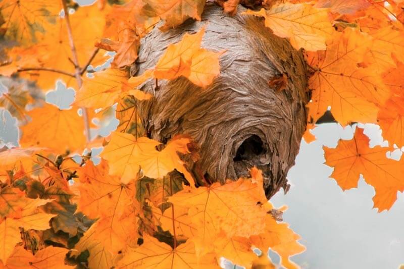 Stinging insect nest