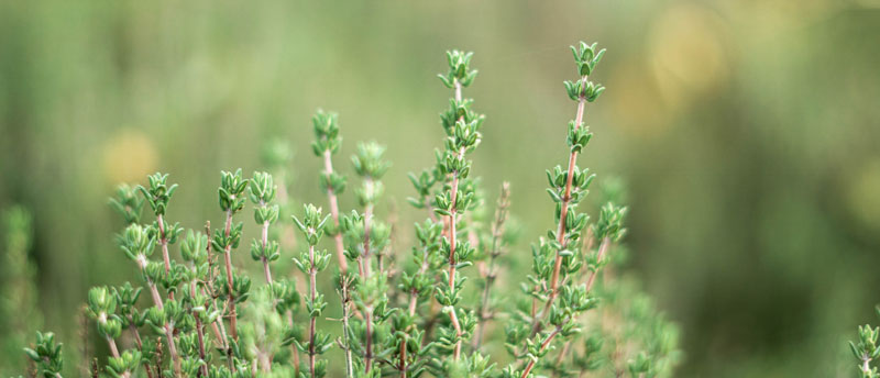 thyme a natural wasp deterrent