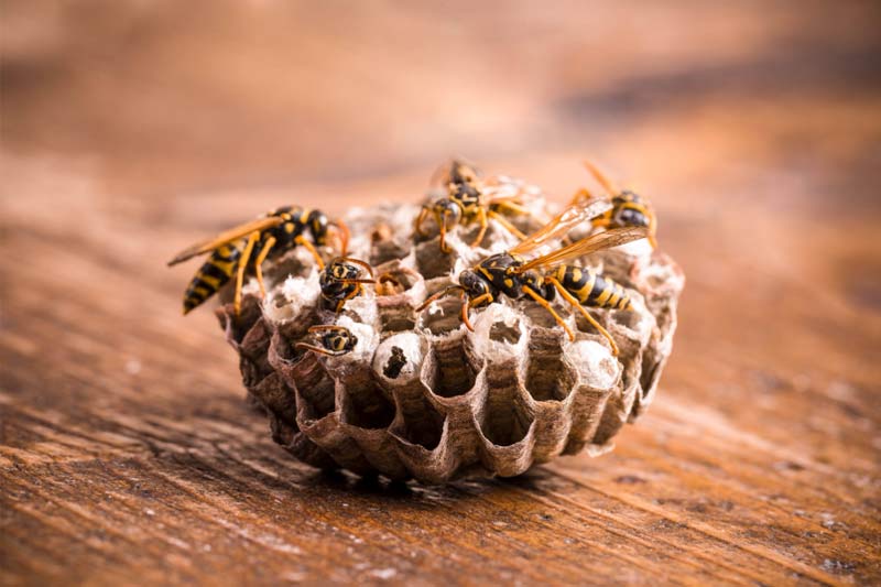 Closeup of wasp nest
