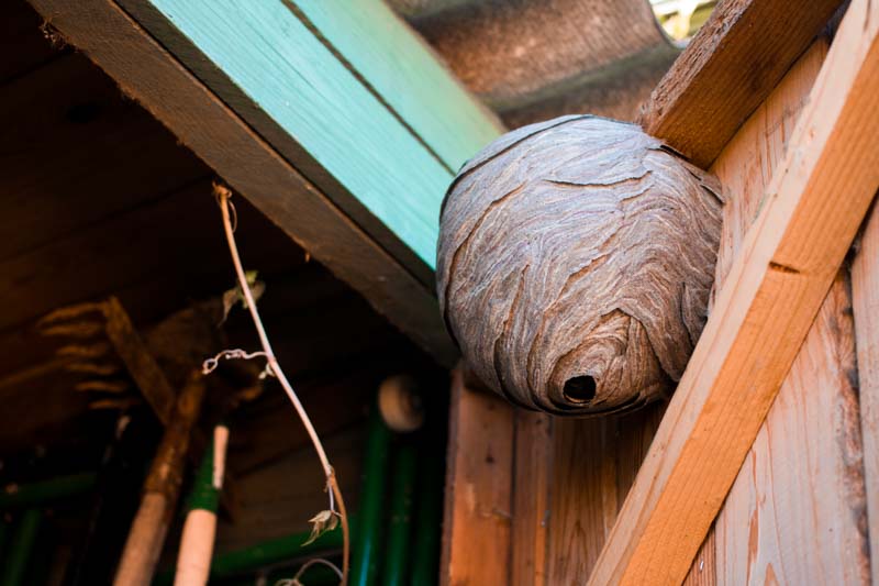 wasp nest needing removal