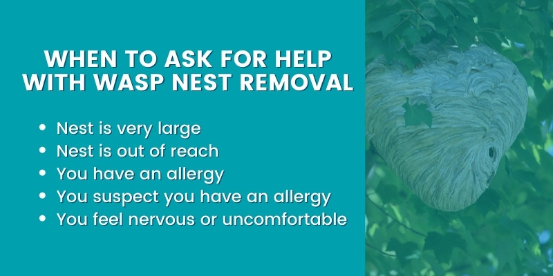 when to ask for help with wasp nest removal