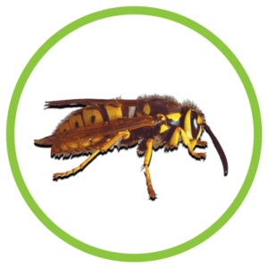 western yellow jacket