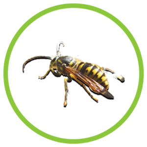 yellow hornet