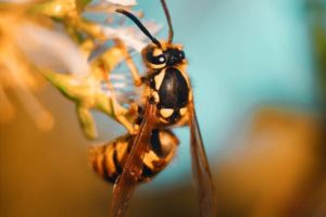 Yellow Jacket Bee