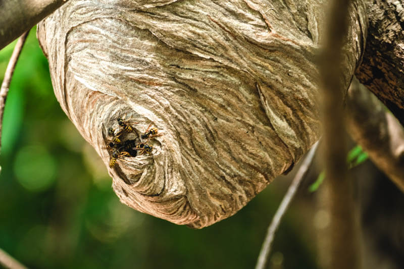 aerial nest