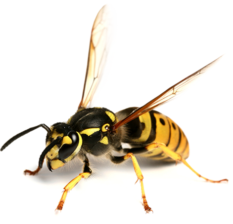 High quality image of a yellow jacket bee